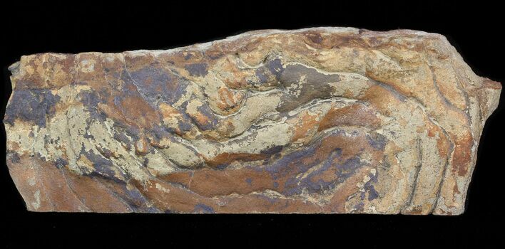 Pennsylvanian, Fossil Microbial Mat - Oklahoma #41124